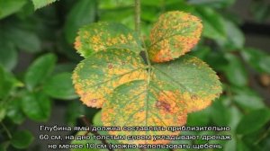 Роза Анни Дюпрей (Anny Duperey) — выращивание и уход