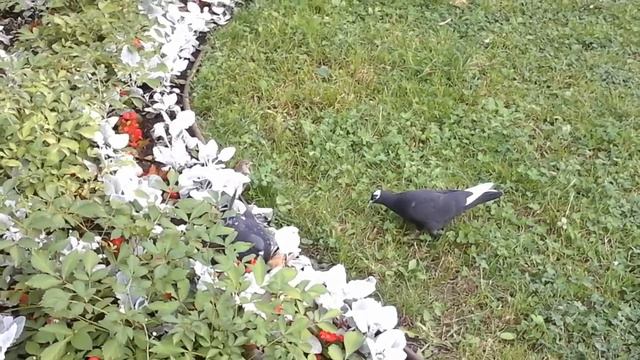 Что там эти пчелы нашли? Надо попробовать... смотреть онлайн