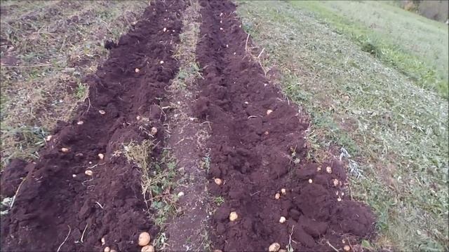Картошка, сбор урожая мотоблоком МБ 23б смотреть онлайн