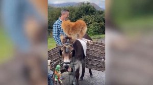 extra impossible offensive memes (Mr. Memes)