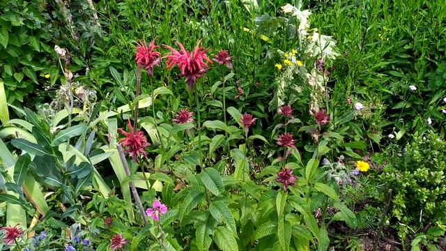 La monarde: Monarda didyma, des fleurs mellifères comestibles смотреть онлайн
