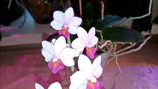 194? БЕСКОНЕЧНАЯ КРАСОТА?ЦВЕТЕНИЕ ЛЬЮИС БЕРРИ? смотреть онлайн