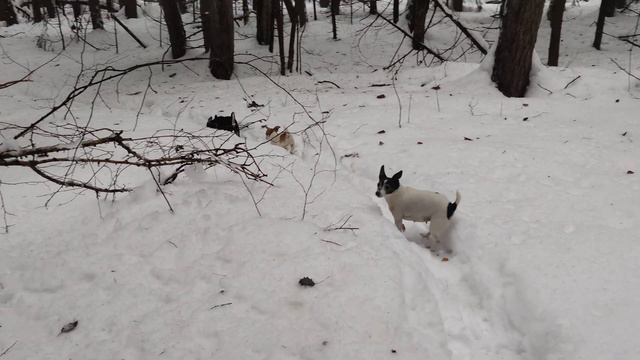 Гуляю с детворой смотреть онлайн