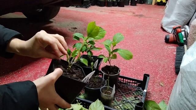 Убираю гортензии на зимовку... смотреть онлайн