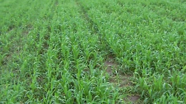 Просо в первом обороте! смотреть онлайн