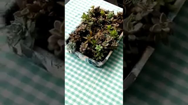 Suculentas da Árvore de Natal 2020 06 28 at 11 05 19