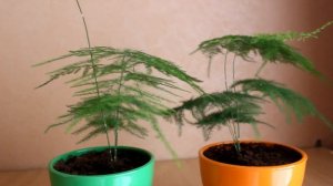 Аспарагус из семян. [Надежда и Мир]