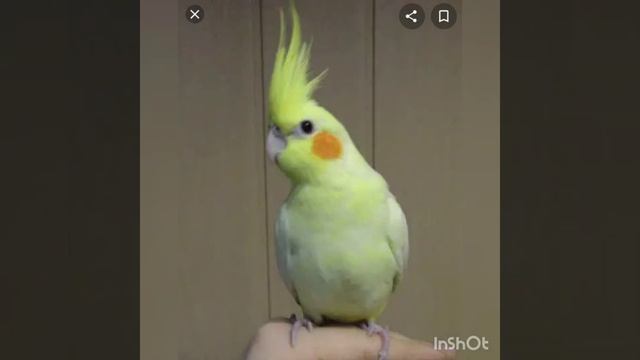 Первые дни кореллы в новом доме. Приручение кореллы.