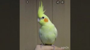 Первые дни кореллы в новом доме. Приручение кореллы.