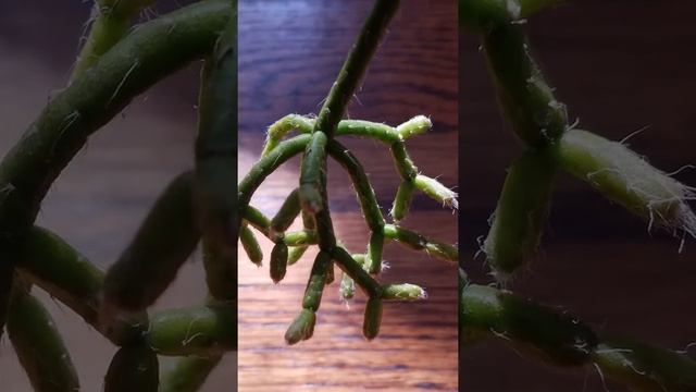 Rhipsalis cereuscula - Coral Cactus смотреть онлайн