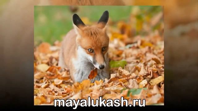 Осень, ты прекрасна! смотреть онлайн