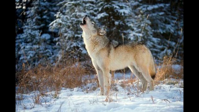How is the Gray Wolf Howling sound? | Dog | Animals | Wildlife смотреть онлайн