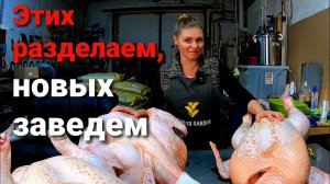 Разделаем индюка и поболтаем / сколько птицы убираем в день?