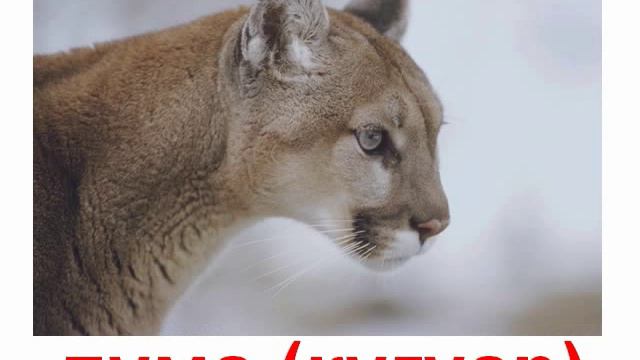 Животные кошачьи звук смотреть онлайн