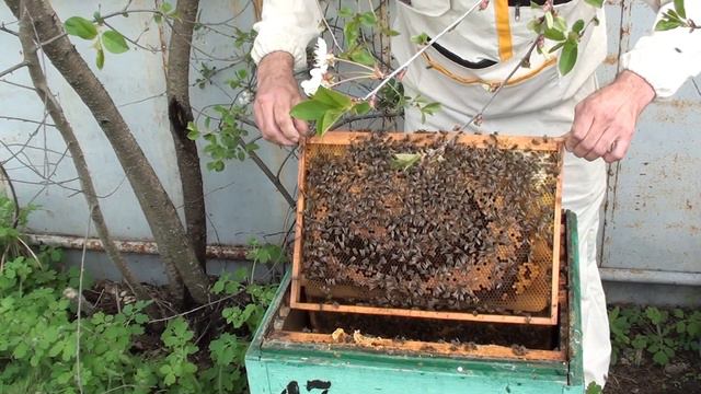 Осмотр за 2 недели перед продажей пакетов. смотреть онлайн