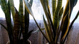 Выращивание и уход в домашних условиях за Сансевиерией (Щучий хвост ).