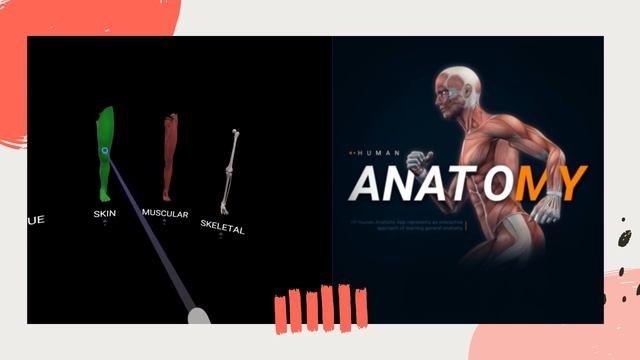 Human Anatomy, a VR human anatomy app represent an interactive approach of learning general anatomy смотреть онлайн