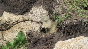 Самая высокогорная дорога в России. Верхняя Балкария-  Безенги. Большое Кавказское путешествие.