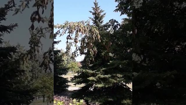 Урожайная макушка елки смотреть онлайн