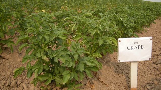 Картофель сорта Скарб смотреть онлайн