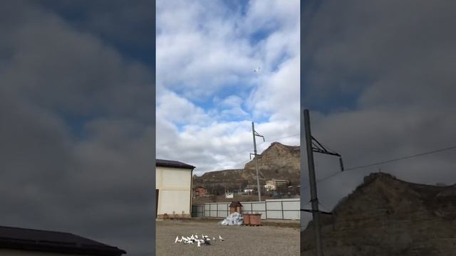 2020! Бакинские широкохвостые голуби!!! Продажа с лета! +79383047000; +79286314407. Эдуард