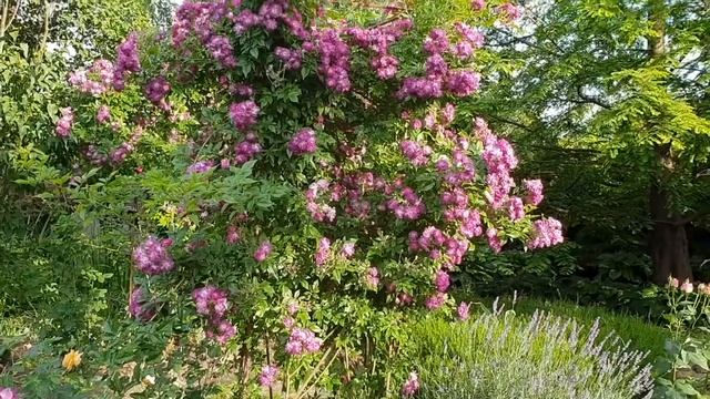 Лето - цветут розы! смотреть онлайн