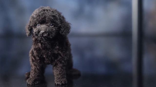 Пятачок и все-все-все. смотреть онлайн