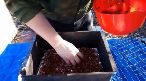 Копченая курица. В дешевой коптильне.