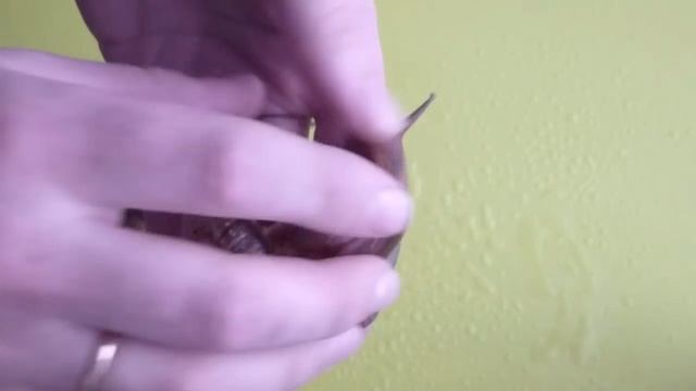 Последствия ремонта раковины улитки Ахатина. Разбился панцирь. смотреть онлайн