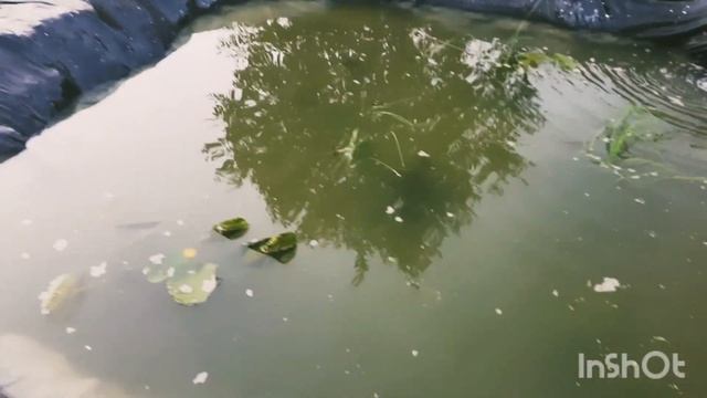 ➡️Переделали фильтр для пруда, фильтрация воды, закончили посадку водных растений в биоплато❗❗ смотреть онлайн