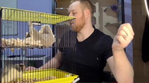 Как выбрать клетку для крысы ? | лучшие клетки для крыс