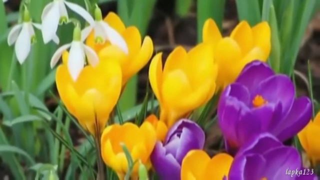 "Весенний Джаз-вальс", моей доченьке Олесе в честь дня её рождения смотреть онлайн