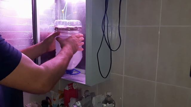 Инкубация! Видео №7 Артемия и все что с ней связано! #инкубация #мраморныйсом #клариевыйсом смотреть онлайн