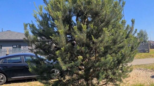 Обрезка сосны. Единственное правило.