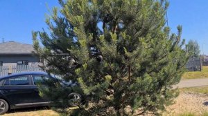 Обрезка сосны. Единственное правило.