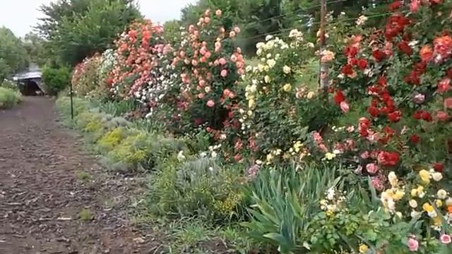 опадение бутонов, хочу 100000, брексил сохранит бутоны. питомник роз полины козловой rozarium.biz смотреть онлайн