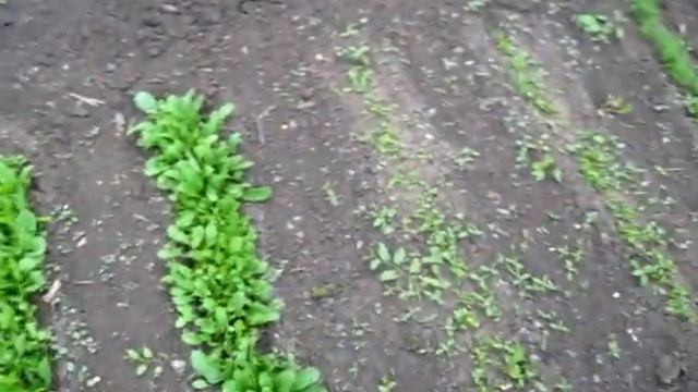 Растут ТРАВЫ ДЛЯ ПРИПРАВЫ пряные травы смотреть онлайн