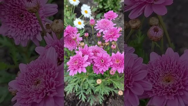 VID 20210425 15124400 смотреть онлайн