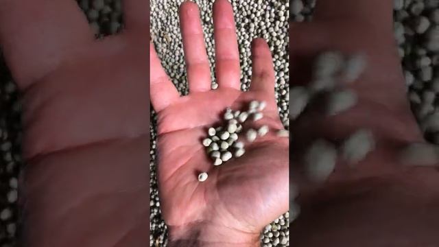 зеленый горох сорта Мадрас смотреть онлайн