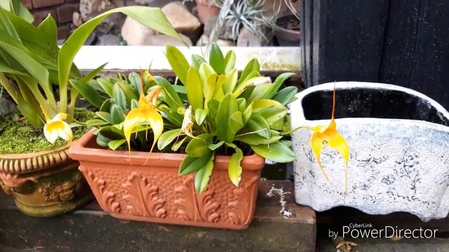 ОРХИДЕИ.Цветение в сентябре. Дендробиум, эпидендрум, каттлея, ликаста, масдеваллия, фаленопсис. смотреть онлайн