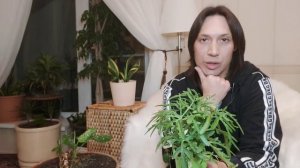 Пеперомия магнолиелистная , Пеперомия туполистная , Диффенбахия , Платицериум или Оленьи Рожки
