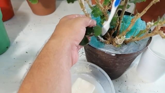 geranios bañar para evitar plagas chuyito jardinero смотреть онлайн