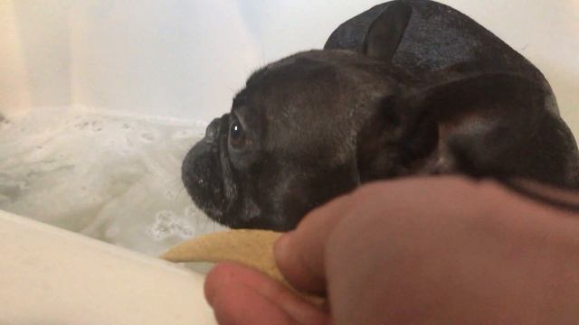 BULLDOG ESPAÑOL EN LA DUCHA 4 смотреть онлайн
