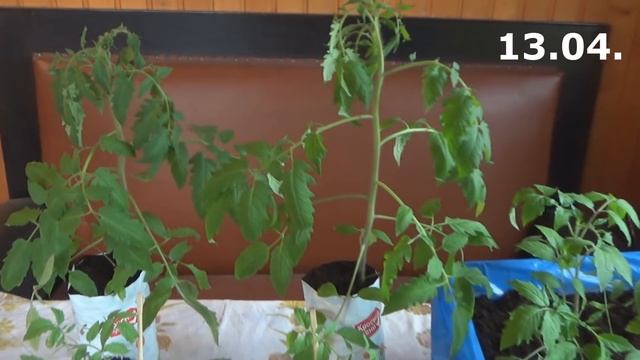 Мифы или правда о китайском способе выращивания томатов. смотреть онлайн