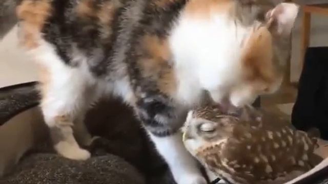 кот лижет сову #cat #fyp #viral #fypシ #кот #рекомендации #рек смотреть онлайн