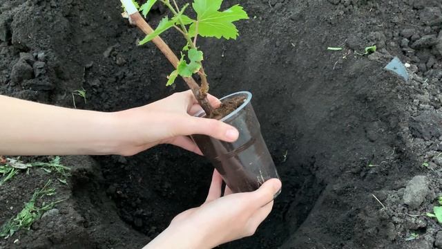 Как правильно посадить виноград? Сажаем вегетирующие саженцы винограда ЗКС в средней полосе России