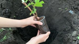 Как правильно посадить виноград? Сажаем вегетирующие саженцы винограда ЗКС в средней полосе России