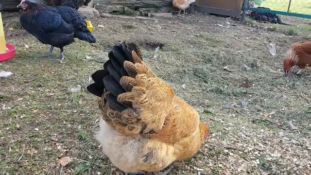 Как определить, когда занеслась молодка ??