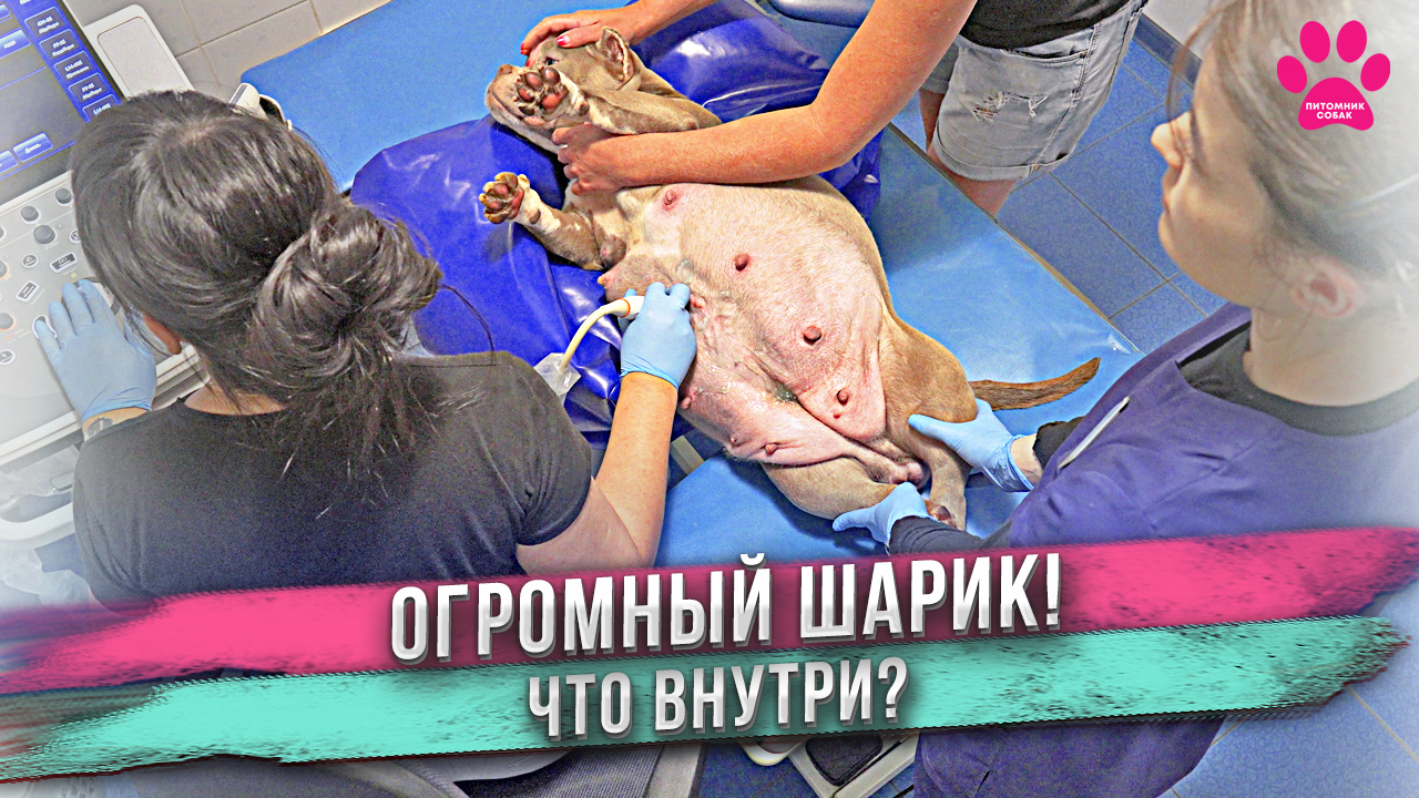 Огромный шарик! Что внутри? Собака рожает! Узнали, что со щенками... смотреть онлайн