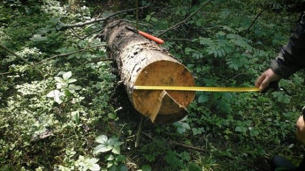 Silky Bigboy против 28-см бревна / Silky Bigboy vs 11" log.